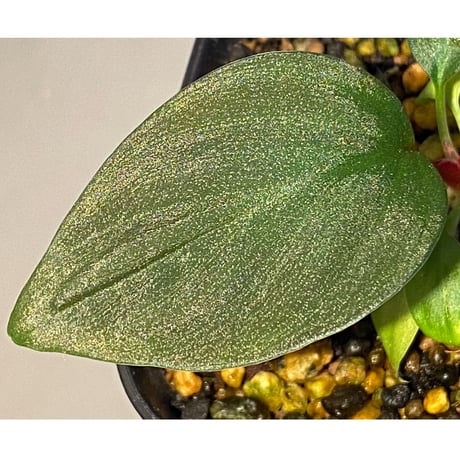 Homalomena sp. from West Kalimantan