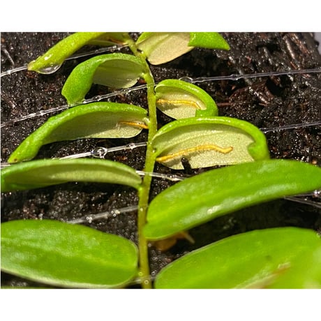 Marcgravia sp. from Colombia [LA0316-03]