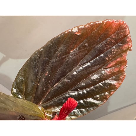 Begonia sp. from Kapuas hulu West Kalimantan