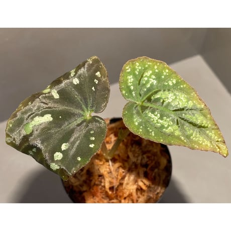 Begonia variabilis from Dabong [TK150717]