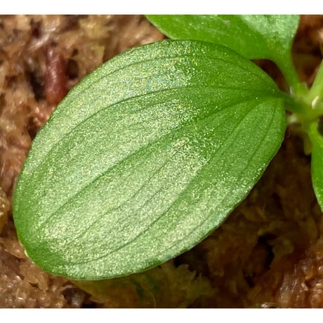 Homalomena sp. "Kayu Lapis" White Kal-barat [TB]