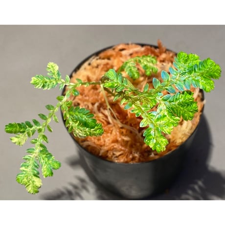 Selaginella willdenowii "variegata" 伊藤蟻植物農園