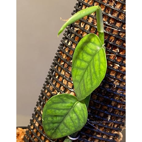Philodendron sp. from Venezuela [tanakay]