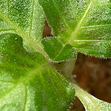 Gymnostachyum sp. from Tigalingga [HW0219-02]