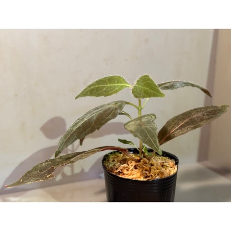謎草 from Iquitos Peru [tanakay]