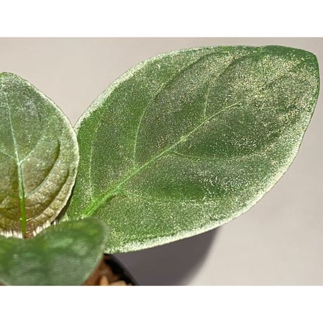 Cosmianthemum bullatum [LA0515-02]