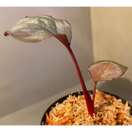 Homalomena sp. "Imperial Japanese Navy" from Resum P.Lingga [AZ0517-11] ①