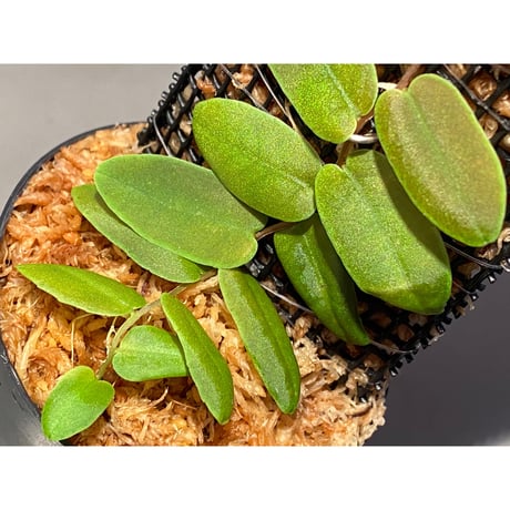 Marcgravia sp. from Colombia [LA0316-03]