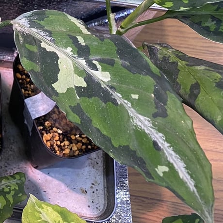 Aglaonema pictum GW1908-7 "Padang sidempuan" [TB]