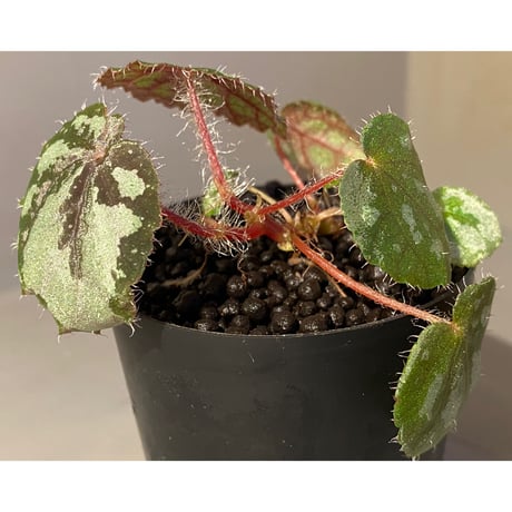 Begonia sp. from Lang Son [YH030519] TK