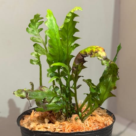 Bolbitis sinuosa from Philippines