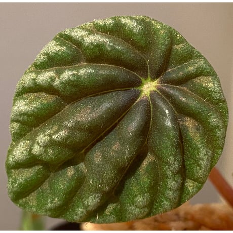 Peperomia meridiana from Ecuador [tanakay]