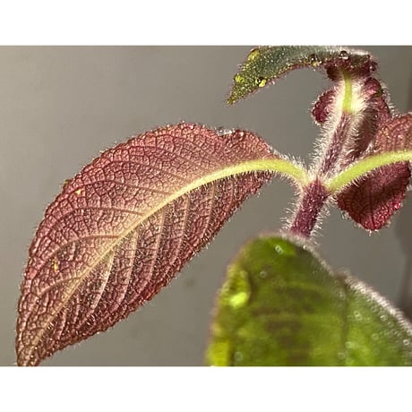 Cyrtandra sp. "Sabah-6" [R0515-03a]