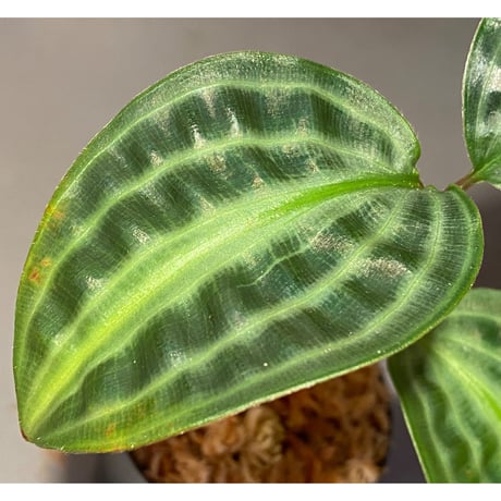 Geogenanthus undatus from Tarapoto Peru [tanakay]