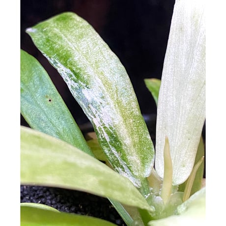 Schismatoglottis sp. "初霜錦" from Murung raya [LA0515-05]