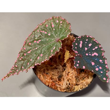 Begonia gracilicyma from Sumatera Barat [TB]