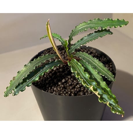 (大株) Bucephalandra sp. from "Mangat" [MF0417-2A]