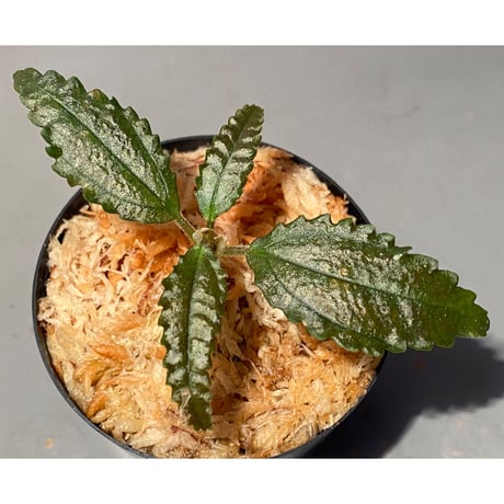 Pilea sp. "SILVER TYPE" from Ecuador