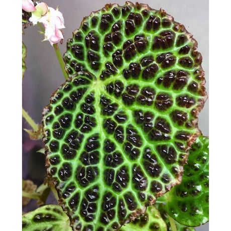 Begonia dracopelta from Borneo