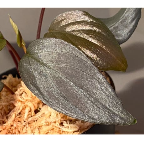 Homalomena sp."赤鉄鉱” from Kepulauan Riau [SGP import] KZT
