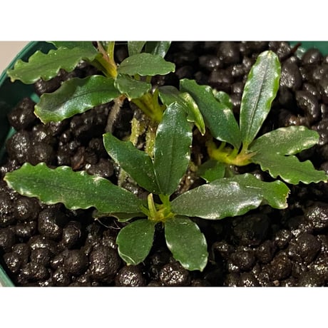 Bucephalandra catherineae