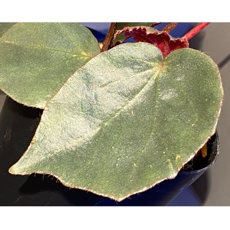 Begonia sp. f1 from Sumatera [NT ORCHID]