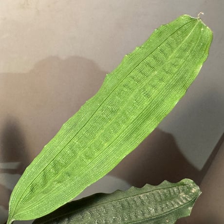 Mapania cuspidata from Bengkayang West Kalimantan ②