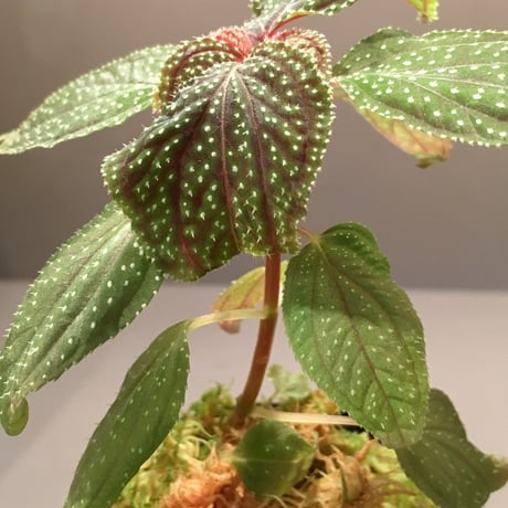 Sonerila sp. from Sabah Malaysia [RIO]