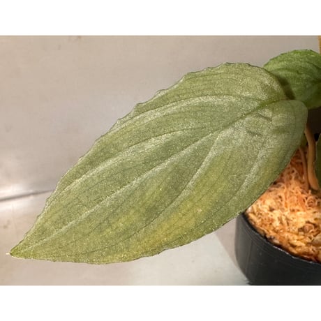 Homalomena sp. "Amber Velvet" from Kepulauan Riau