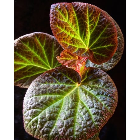 Begonia sp. from Manaus