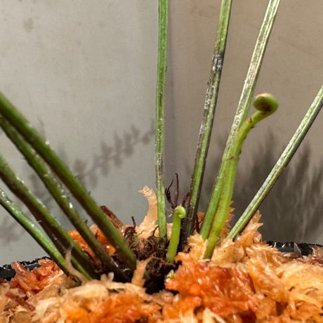 Asplenium cf. thunbergii from West Java