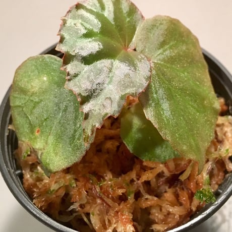 Begonia sp. from Tatau Sarawak Malaysia [RIO]