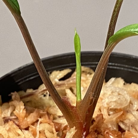 Homalomena vittifolia from Sulawesi [LA0811-00] ①