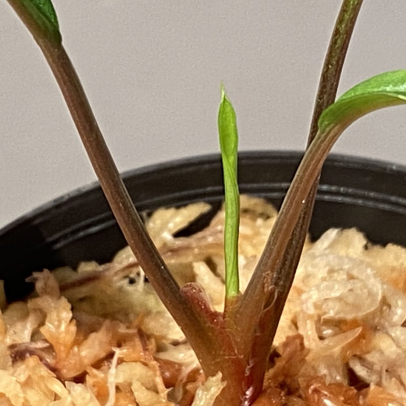 Homalomena vittifolia from Sulawesi [LA0811-00]