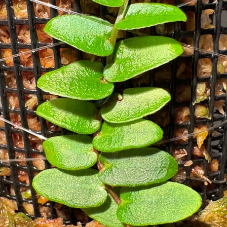 Marcgravia sp. "Green leaf type" from Tarapoto Peru alt1,000m