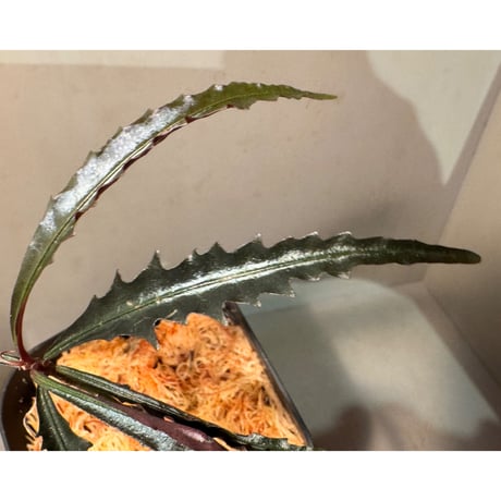 Labisia sp. from Jambi Sumatera