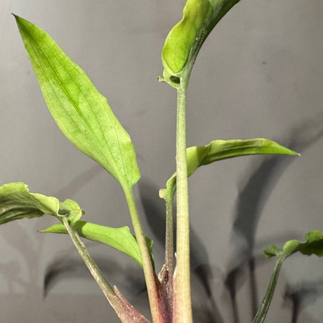 Cryptocoryne joshanii from Basilan island philippines [LA]