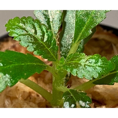Nautilocalyx pemphidius