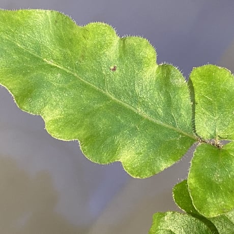 Quercifilix zeylanica from Sri Lanka