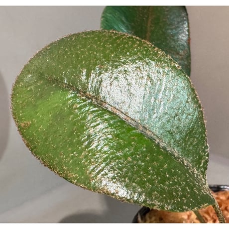 Elaphoglossum metallicum