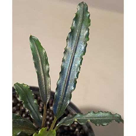 Bucephalandra sp. from "Mangat" [MF0417-2A]