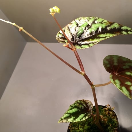 Begonia Variabilis