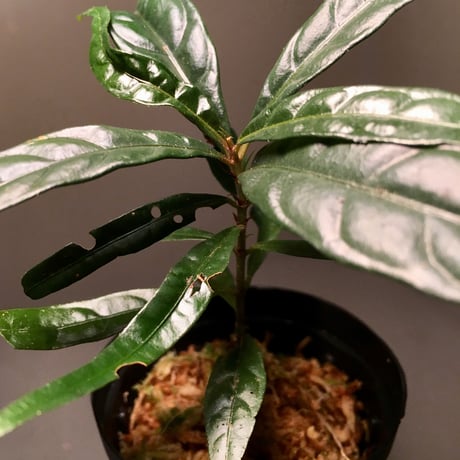 Unknown sp. from Gong Datok Malaysia