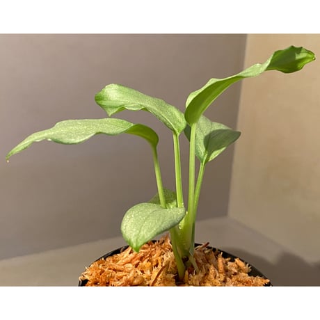 (本タグ付き) Homalomena sp. "Silver Bullet GG" from P.Linga [AZ0917-1]