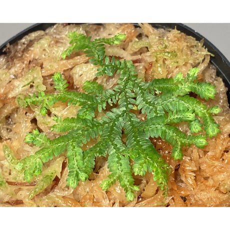 Selaginella biformis [STRINGE PLANTS]