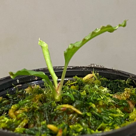 Homalomena 'Rec1-29' K0718-f1 [KZT]
