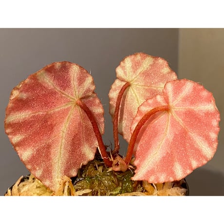 Begonia cleopatrae