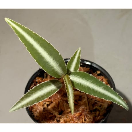 Labisia sp. from Kapuas hulu Kalimantan barat