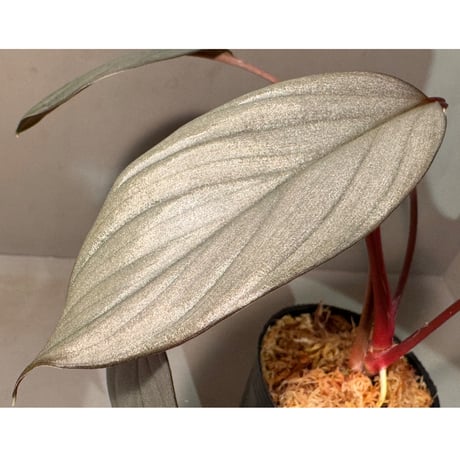 Homalomena sp. "Light Blue Silver" from Kepulauan Riau