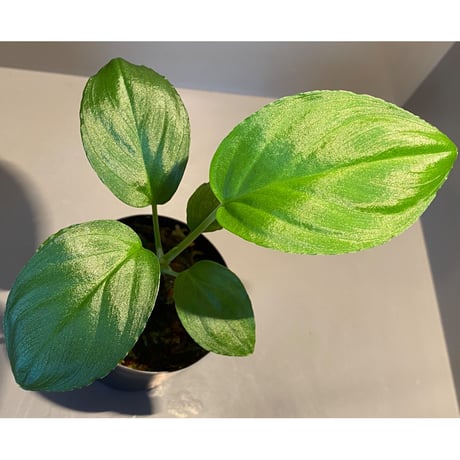 Homalomena sp. "Emerald Silver × ?" wf1 from Kepulauan Riau [KZT]